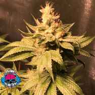 Dank Genetics Seeds Atomic Sour