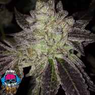 Dank Genetics Seeds Sour Dosidos