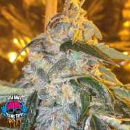 Dank Genetics Seeds Sour Ice Cake