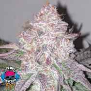 Dank Genetics Seeds Sour Lemonaid