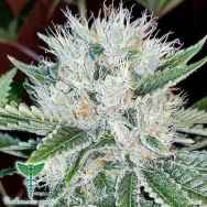 Dankonomics Genetics Seeds Al Capone OG