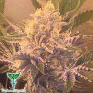 Dankonomics Genetics Seeds Stardawg 3 x Banana Kush