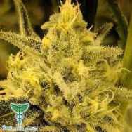 Dankonomics Genetics Seeds Dream Stardawg