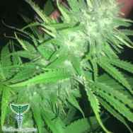 Dankonomics Genetics Seeds Ultimate Banana Kush