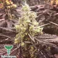 Dankonomics Genetics Seeds Banana Glue 4