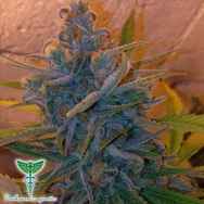 Dankonomics Genetics Seeds Blue Tooth