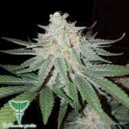 Dankonomics Genetics Seeds Double Choco Glue #4