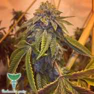 Dankonomics Genetics Seeds Glue Triangle 4