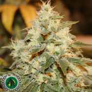 DarkHorse Genetics Seeds Chem Berry D