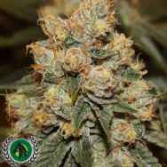 DarkHorse Genetics Seeds Gamma Berry