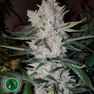 DarkHorse Genetics Seeds GG4 S1 (aka Gorilla Glue #4 S1)