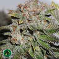 DarkHorse Genetics Seeds Hulk Smash