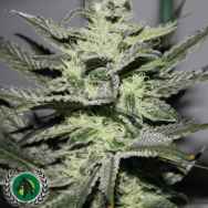 DarkHorse Genetics Seeds Strawberry Glue