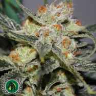 DarkHorse Genetics Seeds Strawberry Shortcake