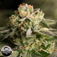 Dinafem Seeds Remo Chemo