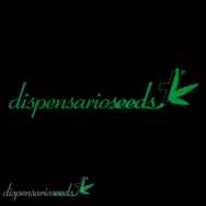 Dispensario Seeds Lemon Ammo AKA Amnesia Limonade