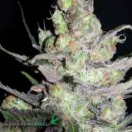 Dispensario Seeds Critical M AKA Clinical