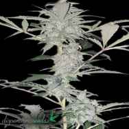 Dispensario Seeds AUTO Old School Hashplant aka AUTO Hashplant XXL