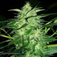 Dispensario Seeds AUTO Cream Bubblegum aka AUTO Relax