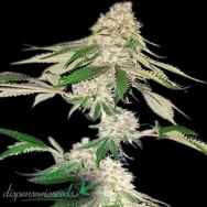 Dispensario Seeds Big Green Crack AKA Big Crack Tsunami