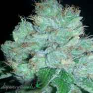 Dispensario Seeds Eter Blueberry AKA Eter Express