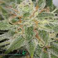 Dispensario Seeds Cinderella Punch AKA Island Grapefruit Punch