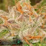 Dispensario Seeds White Snow AKA Island Eisbaer