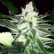 Dispensario Seeds Queen Widow AKA Therapy Queen