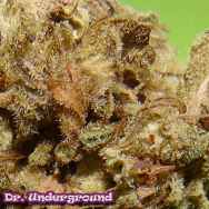 Dr. Underground Seeds Dark Cookie