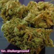 Dr. Underground Seeds Gorilla OG