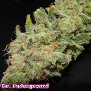 Dr. Underground Seeds Soul Star