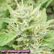 Dr. Underground Seeds Sour Petroleum