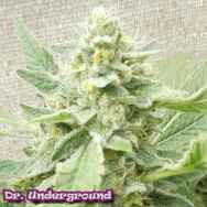 Dr. Underground Seeds Sweet-O
