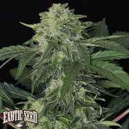 Exotic Seed Jungle Fever AUTO