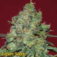 Expert Seeds Clinical White CBD