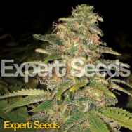 Expert Seeds Critical Blue AUTO