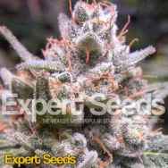 Expert Seeds Expert Gorilla AUTO aka GG #4 x AUTO