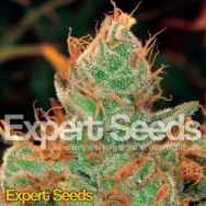 Expert Seeds Gorilla Lilly aka GG #4 × Lilly