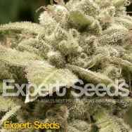 Expert Seeds Gorilla White Widow aka GG #4 × White Widow