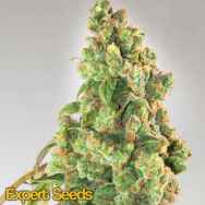 Expert Seeds Nurse Lilly CBD