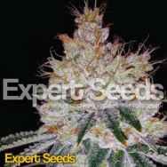 Expert Seeds OGesus AUTO