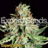 Expert Seeds Sweet Cream AUTO XXL