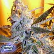 Flash Autoflowering Seeds Heaven's Haze