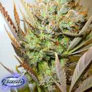 Flash Autoflowering Seeds Ace