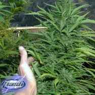 Flash Autoflowering Seeds Amazing Cherry