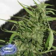 Flash Autoflowering Seeds Cookie G13