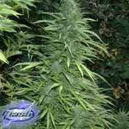 Flash Autoflowering Seeds Cristal Fruity Kush