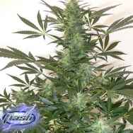 Flash Autoflowering Seeds Holy Man