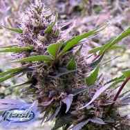 Flash Autoflowering Seeds Red Libanon