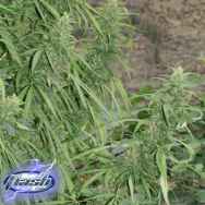 Flash Autoflowering Seeds Strawberry Mango Haze